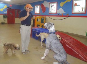 dog-trainer-north-plainfield